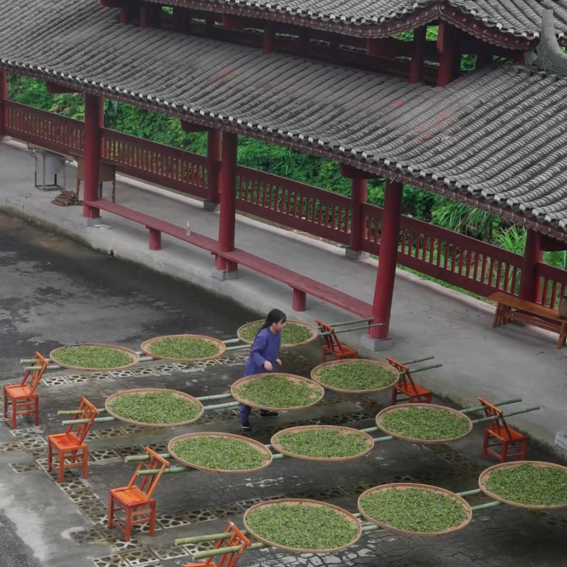 2026 Mingqian Baoqing Golden Tea | Premium Chinese Green Tea 50g