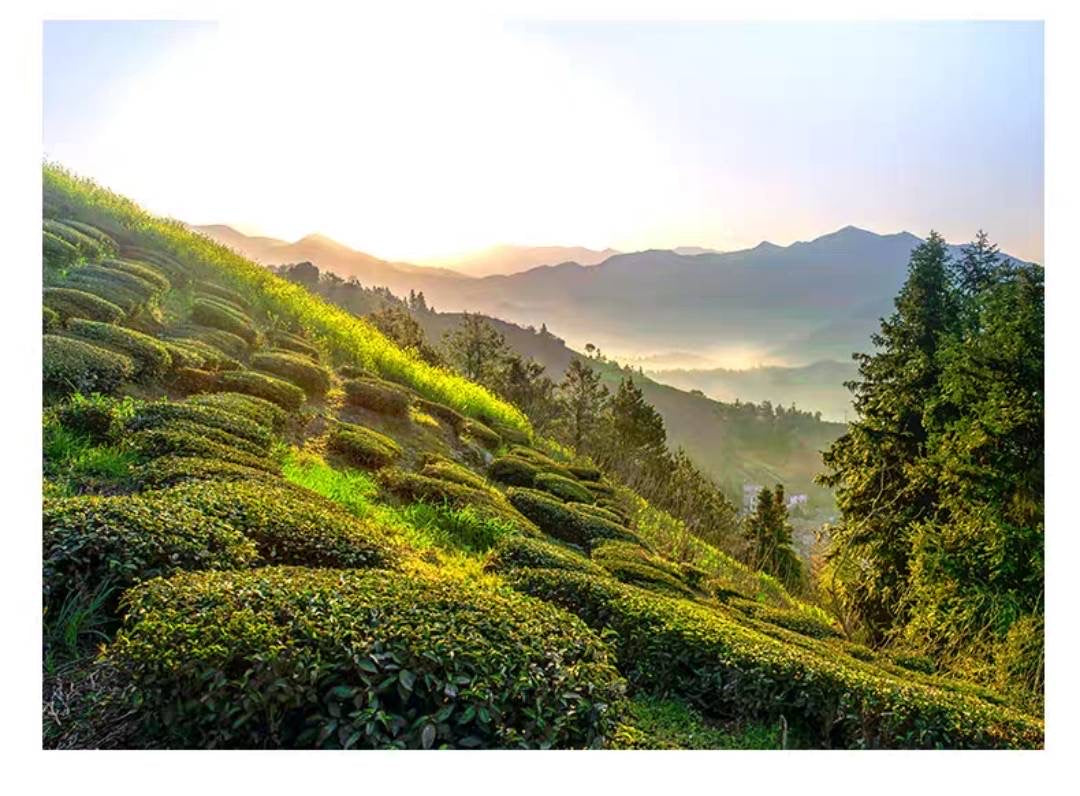 China Huo Mountain Yellow Tea 150g