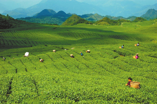 Traditional tea processing techniques and associated social practices in China