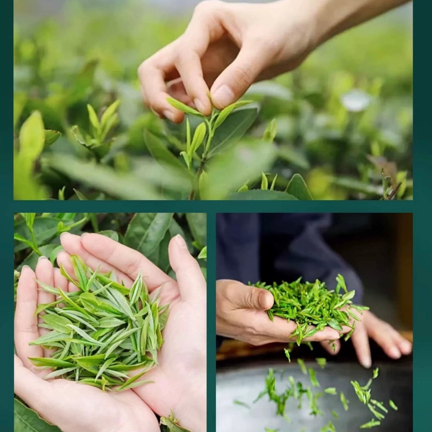 2026 Mingqian Baoqing Golden Tea | Premium Chinese Green Tea 50g