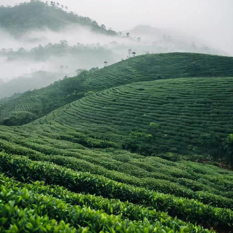 Jasmine Needle King tea