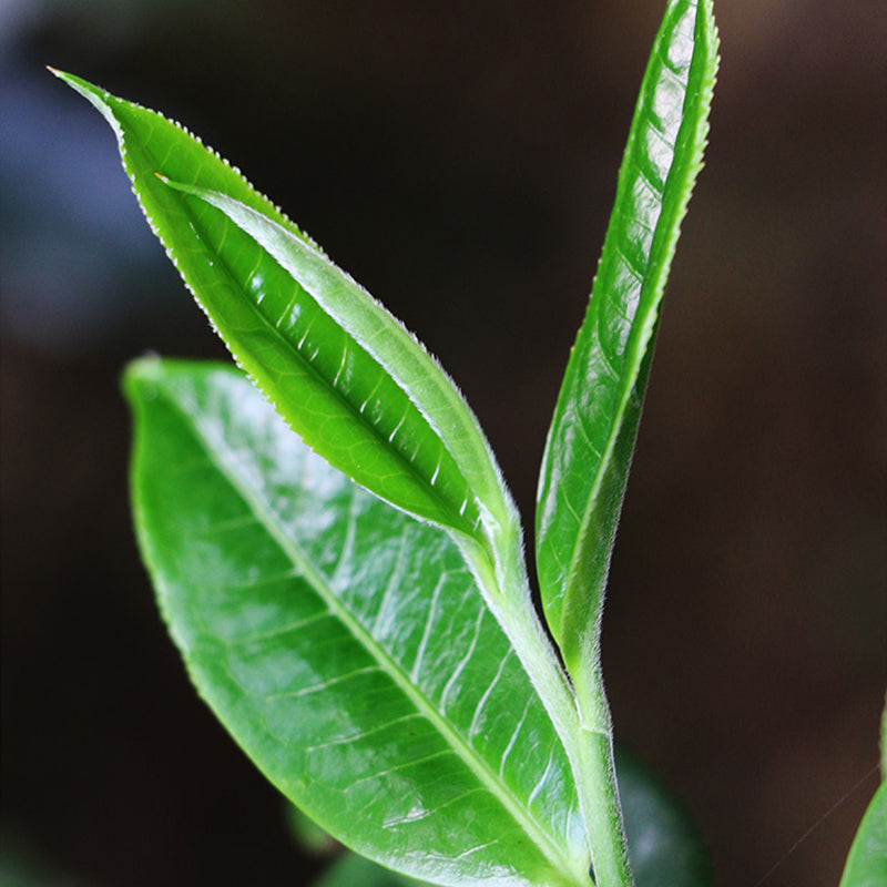 2009 Bud Emperor grade LaoBanzhang Pu'er Ripe Tea Cake--- 15year Top notch Collection